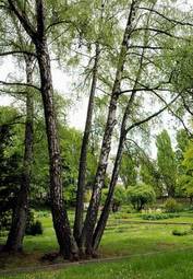 Naklejka natura brzoza drzewa park pionowy