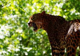 Plakat jaguar zwierzę kot tygrys