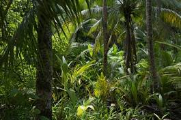 Plakat dżungla natura brazylia tropikalny palma