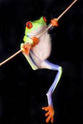 Obraz na płótnie natura żaba zwierzę