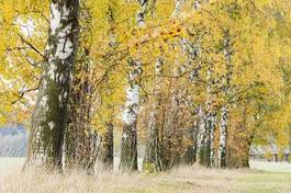 Fotoroleta drzewa spokój roślinność ścieżka krajobraz