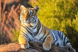 Plakat dziki tygrys azja zwierzę