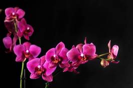 Fotoroleta piękny kwiat roślina gałązka