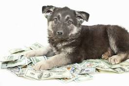 Naklejka pies i pieniądze