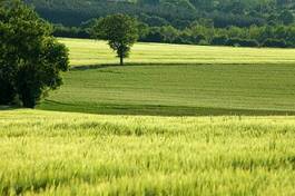 Fotoroleta rolnictwo lato pastwisko wiejski