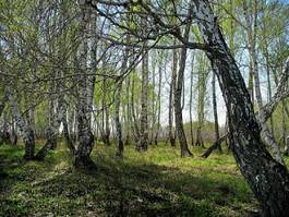 Fototapeta trawa las gałązka widok brzoza