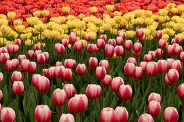 Obraz na płótnie pole tulipan kanada kwiat park