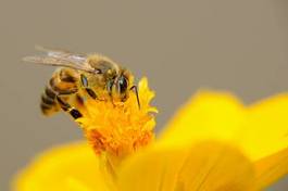 Plakat rolnictwo natura pszczelarz nektar