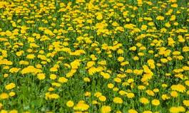 Naklejka trawa natura pyłek
