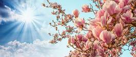Obraz na płótnie magnolia kwiat kwitnący ogród pąk
