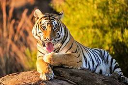 Obraz na płótnie piękny dżungla kot zwierzę