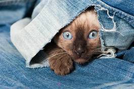 Naklejka kociak w jeansowym rękawie
