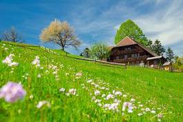 Naklejka kwiat szwajcaria góra natura krajobraz