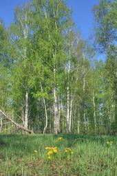Obraz na płótnie brzoza lato trawa las