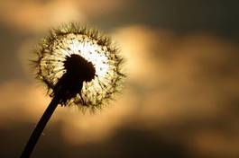 Fotoroleta kwiat słońce mniszek dziki