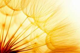 Fotoroleta słońce piękny roślina