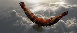 Fototapeta amerykański ptak niebo ameryka słońce
