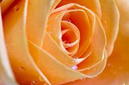 Naklejka świeży natura ogród miłość aromaterapia