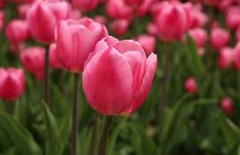 Obraz na płótnie kwiat piękny tulipan