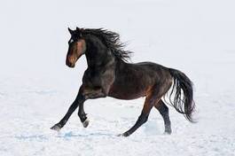 Plakat koń ssak piękny klacz