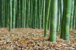 Fotoroleta bambus krajobraz roślina kioto liść