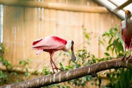 Fotoroleta ładny tropikalny ptak ameryka