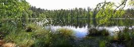 Naklejka las kwiat jezioro natura trawa