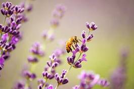 Naklejka lawenda natura pyłek świeży