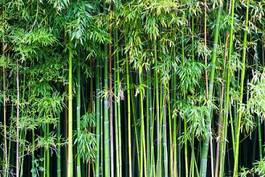Naklejka orientalne zen bambus japonia drzewa