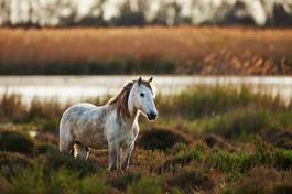 Naklejka koń francja natura łąka
