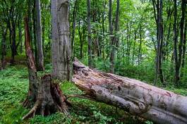 Obraz na płótnie natura drzewa las stary