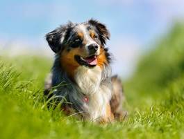 Fotoroleta łąka lato piękny pies