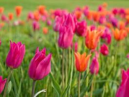 Fotoroleta park tulipan ogród lato
