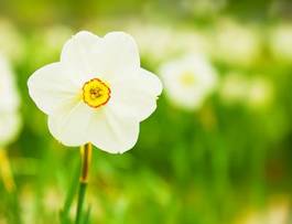 Naklejka trawa narcyz kwiat