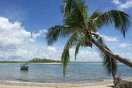 Plakat plaża brzeg palma tropikalny natura