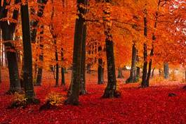 Naklejka natura jesień las pejzaż