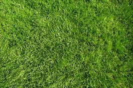 Obraz na płótnie pole łąka trawa ogród