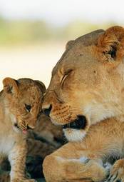 Obraz na płótnie lew kot afryka botswana