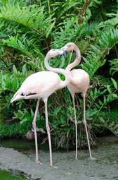 Naklejka dziki portret tropikalny flamingo egzotyczny