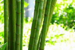 Naklejka natura bambus drzewa