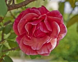 Naklejka roślina natura rosa