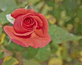 Obraz na płótnie rosa natura kwiat
