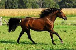 Fototapeta klacz arabski koń