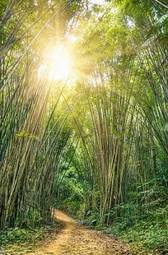 Naklejka bambus las roślina tropikalny