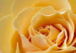 Fotoroleta rosa świeży piękny