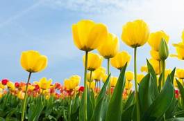Naklejka tulipan niebo natura dolina roślina