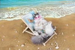 Naklejka rasowy kot odpoczywa na plaży