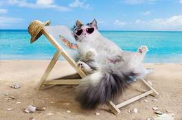 Naklejka zwierzę kot słońce lato leżak