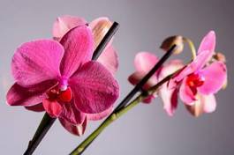 Naklejka egzotyczny roślina obraz kwiat piękny