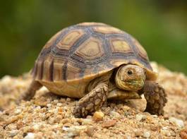 Obraz na płótnie natura zwierzę żółw